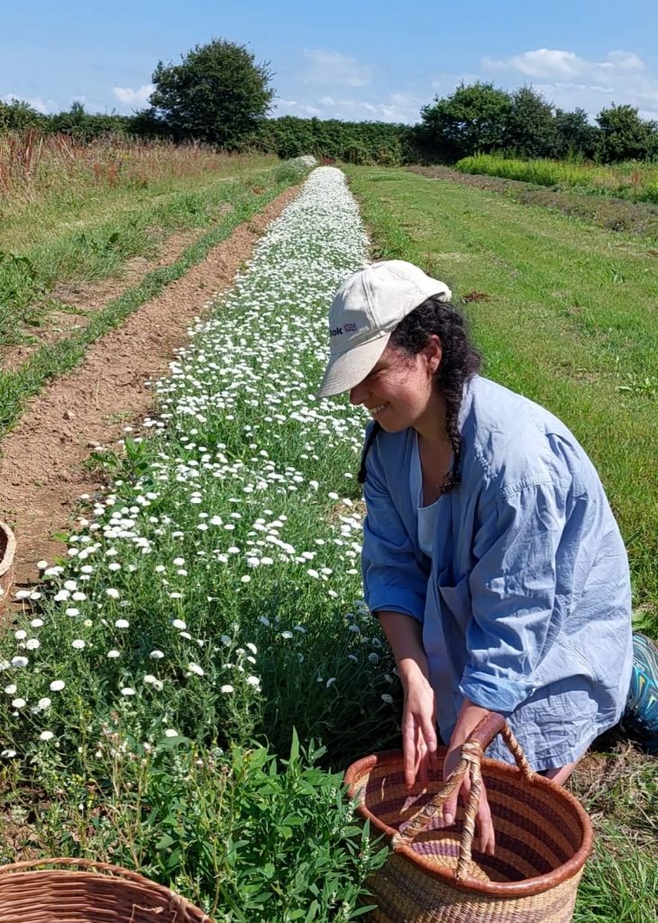 Camomille romaine Laurène