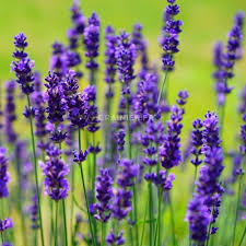 Hydrolat lavande bio