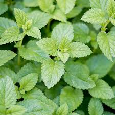 Hydrolat melisse bio