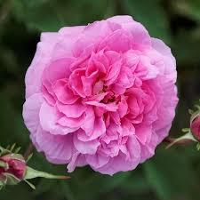 hydrolat rose bio
