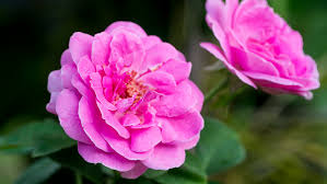 hydrolat rose bio